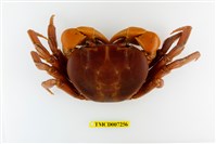 藏品(毛足特氏蟹)的圖片